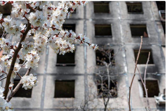 facade of a nearly demolished building from behind a tree