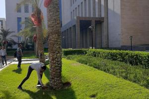 حصاد البلح في أغسطس