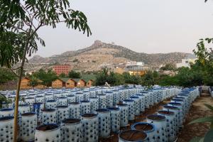 الاستدامة والزراعة الحضرية