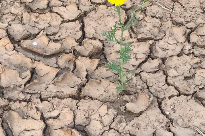 Desertification and Drought Day 